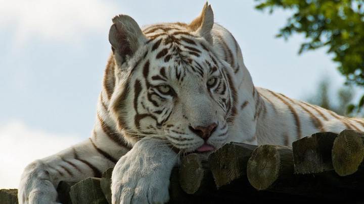 White Tiger Laying Face Closeup